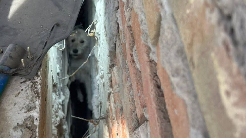 Bomberos de San Pedro Realizan Heroico Rescate de Perrito Atrapado en Zanja de Construcción