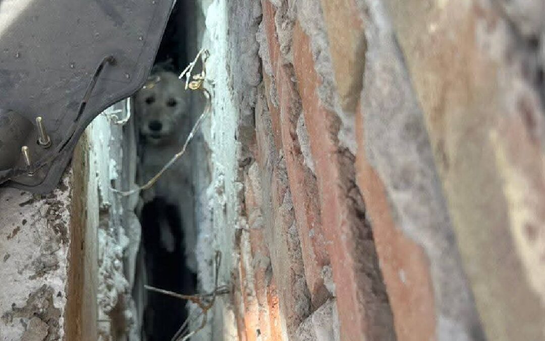 Bomberos de San Pedro Realizan Heroico Rescate de Perrito Atrapado en Zanja de Construcción