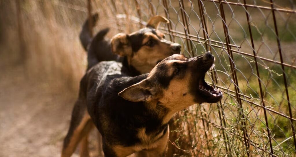 Tragedia en Michoacán: Perros asesinan a niño de 3 años, madre vinculada a homicidio