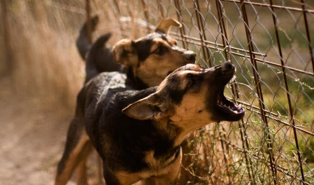 Tragedia en Michoacán: Perros asesinan a niño de 3 años, madre vinculada a homicidio