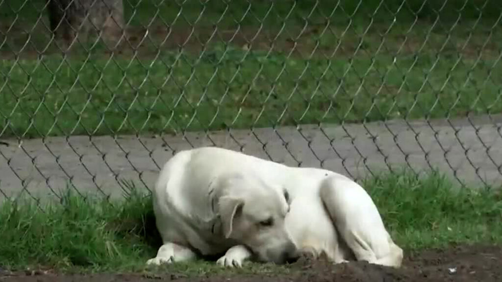 Guanajuato Establece un Nuevo Récord en Denuncias de Maltrato Animal