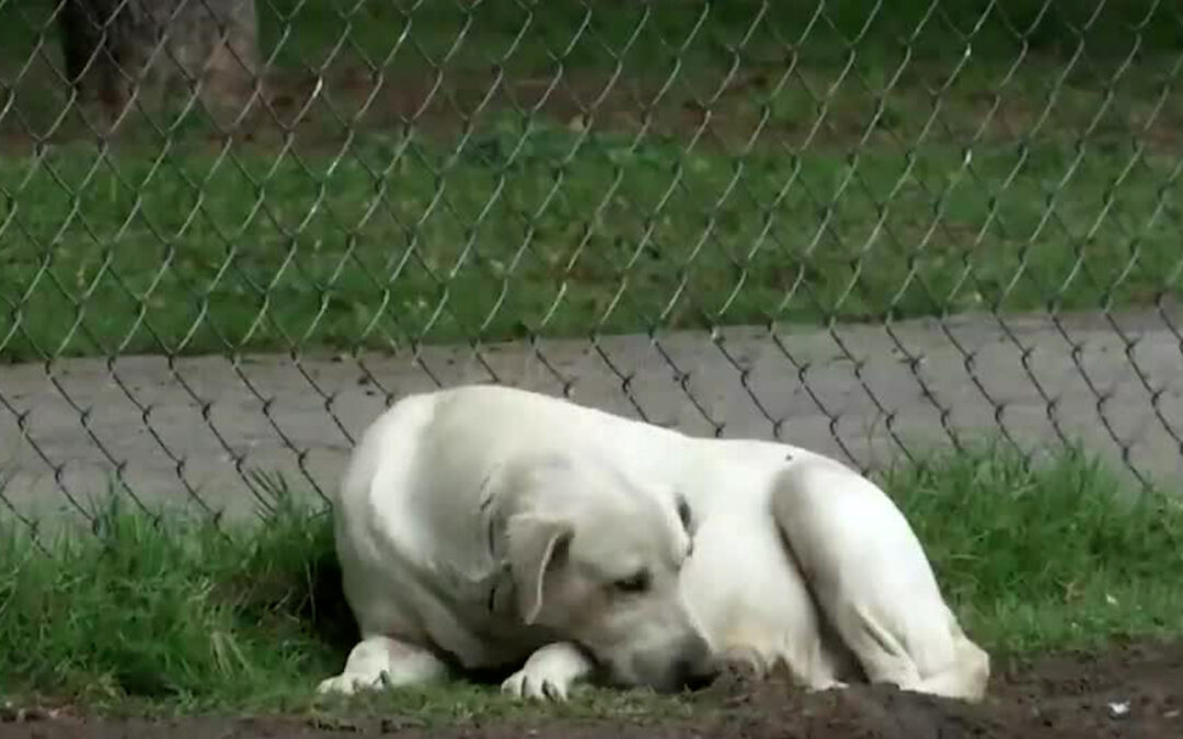 Guanajuato Establece un Nuevo Récord en Denuncias de Maltrato Animal