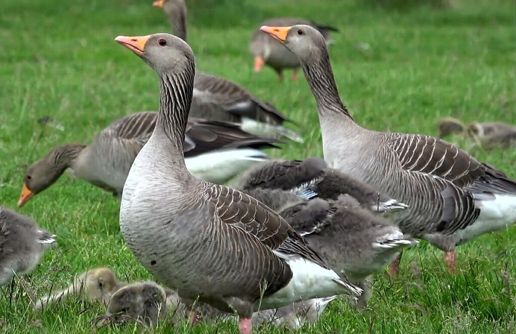 Aumento de Gripe Aviar en Gansos de Salina: Alerta en la Comunidad