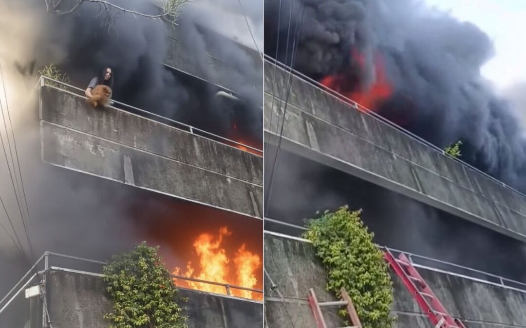 Mujer Heroica Arriesga Su Vida en Phoenix para Salvar a Sus Perritos del Incendio