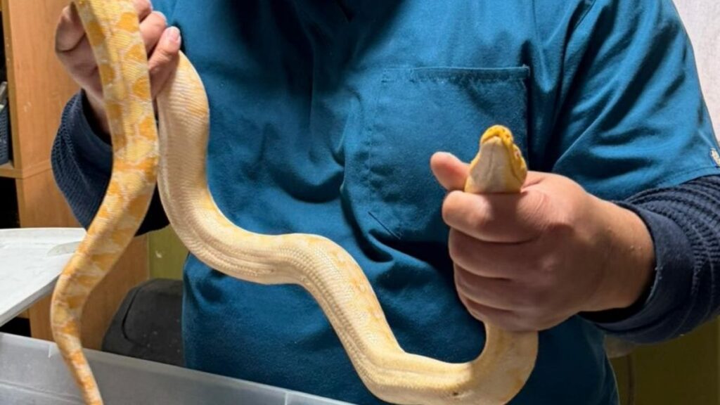 Rescate y Devolución de un Pitón a su Dueño en Gómez Palacio