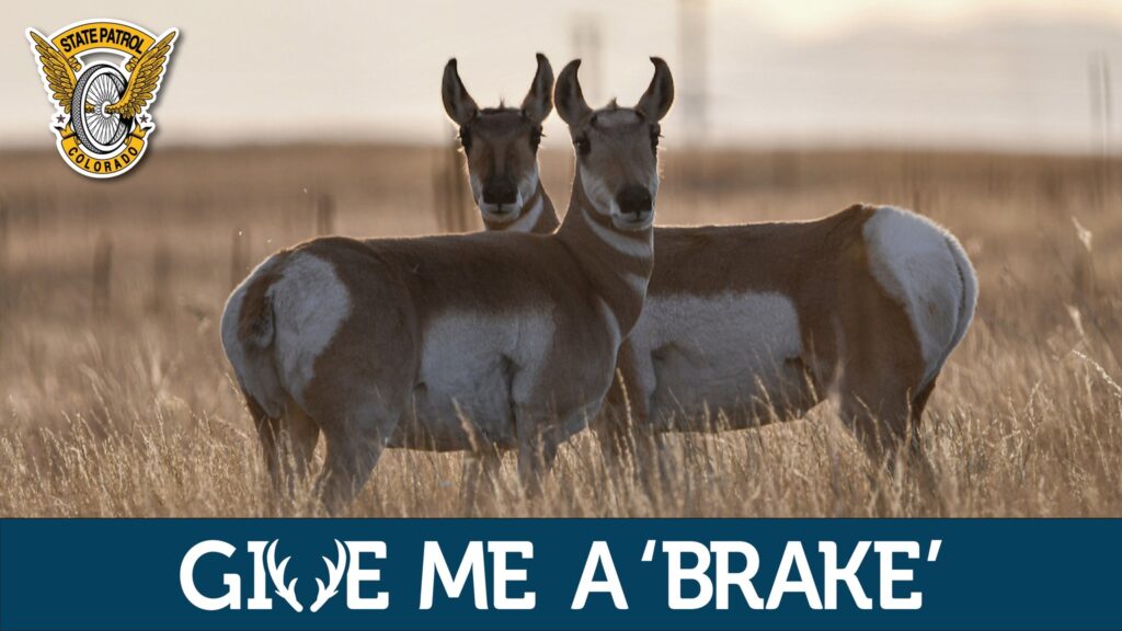 Choques con Animales: La Patrulla Estatal de Colorado Emite Advertencias Importantes para Conductores