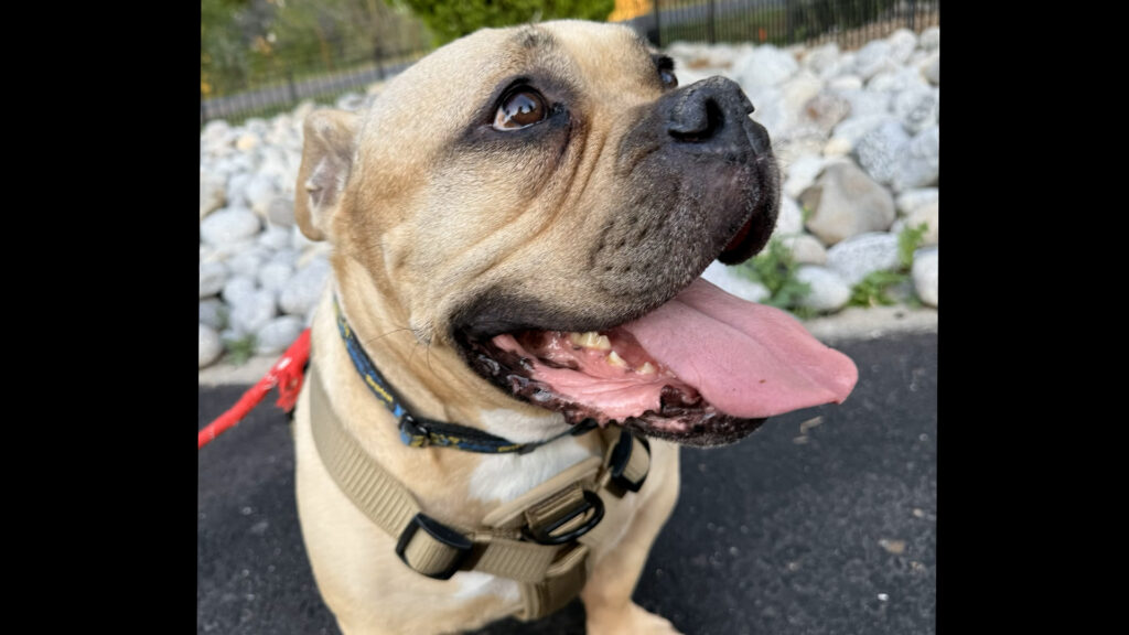 La Crisis Migratoria Aumenta el Abandono de Mascotas en Colorado