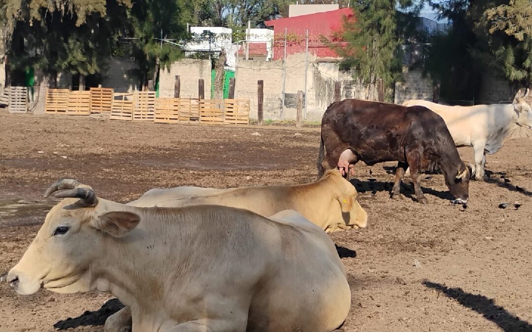Garrapatas y plagas en el fraccionamiento Tres Pinos: vecinos alertan sobre foco de infección en Tlaquepaque