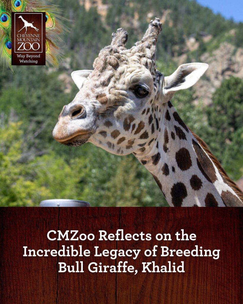 Recuerdos de Khalid: El adiós a la jirafa más emblemática del Cheyenne Mountain Zoo