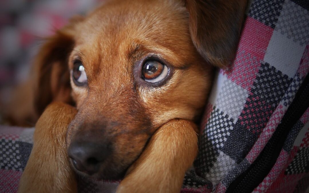 Recomendaciones de Nuevo León para el Cuidado de Mascotas Durante la Navidad