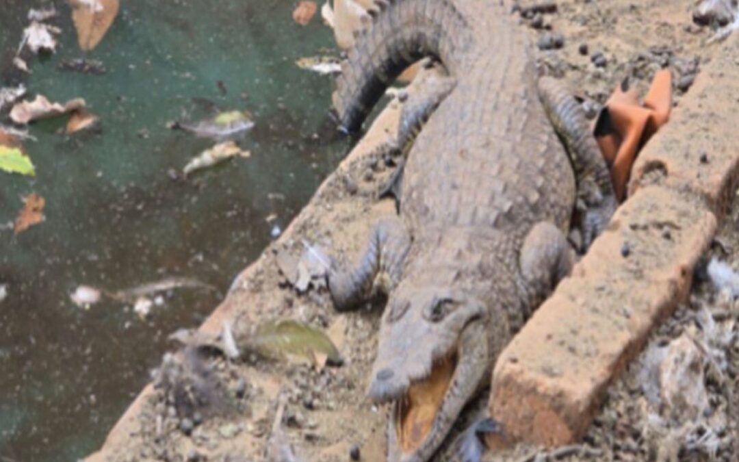 FGR Asegura Arsenal, Vehículos y un Cocodrilo en Rancho de Arandas, Jalisco