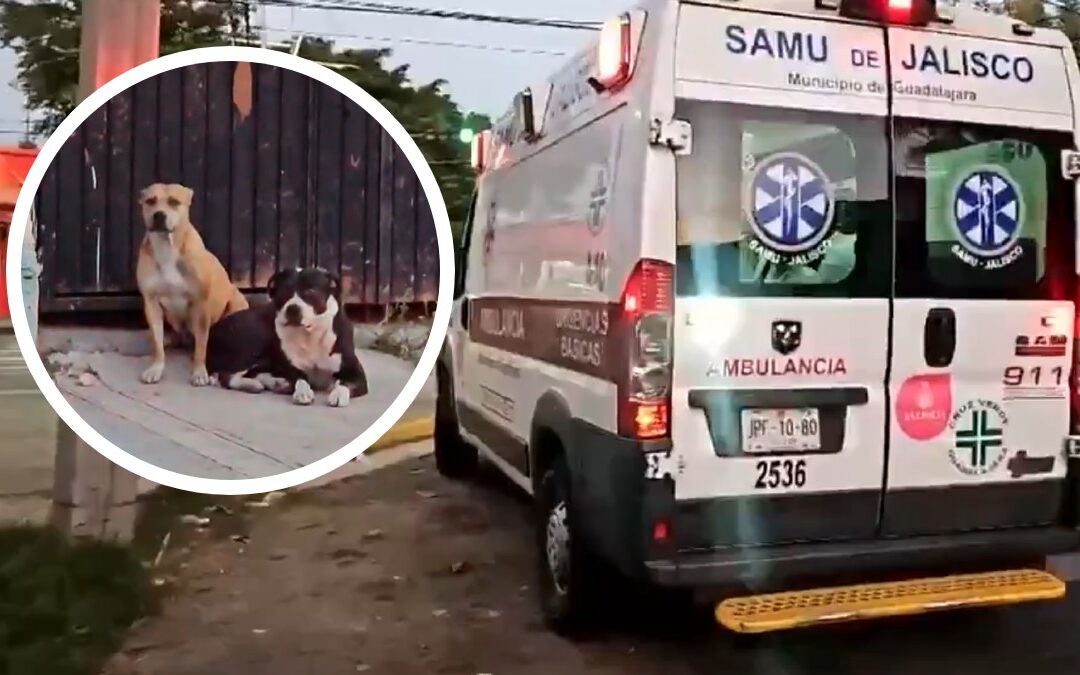 Hombre Atacado por Perros Agresivos en Guadalajara: Vecinos Exigen Responsabilidad del Dueño