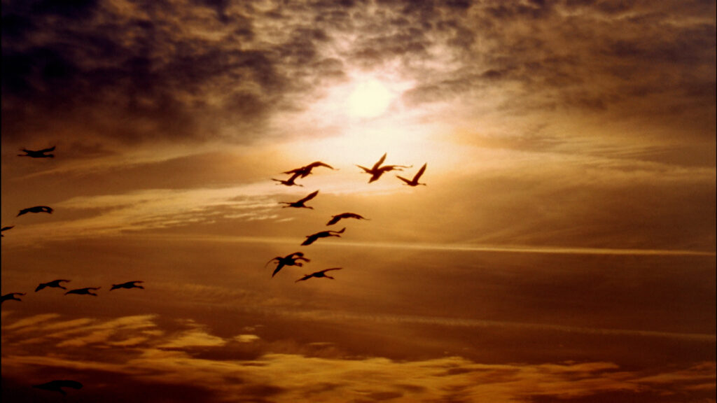 La Gripe Aviar: Riesgos Aumentan en Colorado por la Migración Invernal de Aves