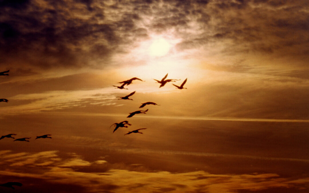 La Gripe Aviar: Riesgos Aumentan en Colorado por la Migración Invernal de Aves