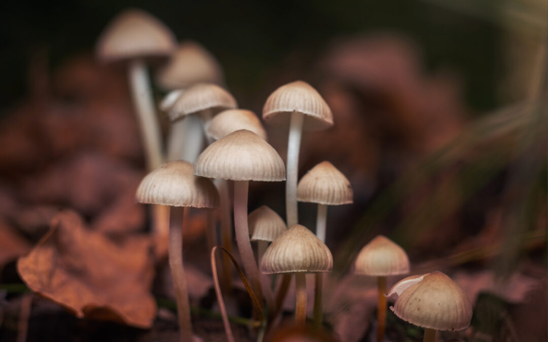 Alerta sobre Hongos Venenosos en San Diego: Riesgos y Precauciones a Conocer