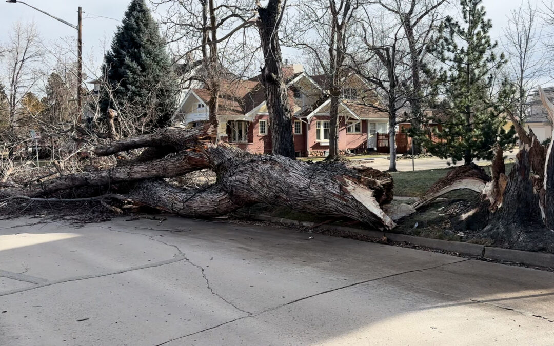 Vientos Fuertes en Colorado: Precauciones Esenciales para la Seguridad Pública