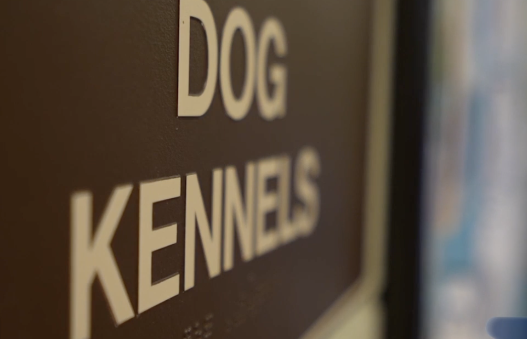 Palm Desert Lanza Programa de Esterilización Gratuita para Proteger a los Animales