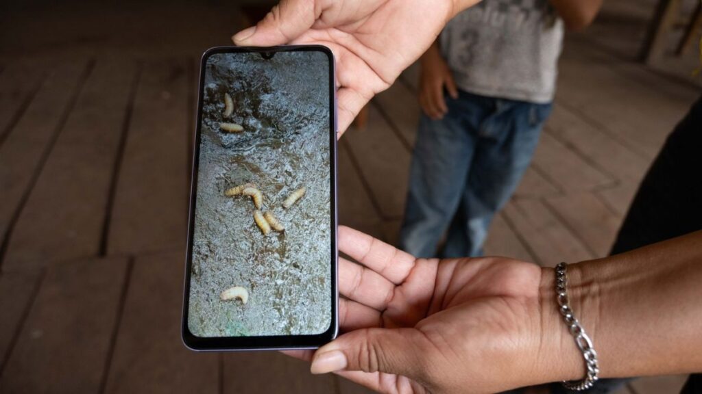 ¡Alerta! Detectan Primer Caso de Gusano Barrenador en Ganado de Edomex: Fase Preventiva Implementada