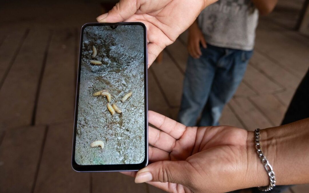 ¡Alerta! Detectan Primer Caso de Gusano Barrenador en Ganado de Edomex: Fase Preventiva Implementada