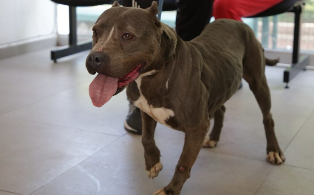 Guadalajara Registra 133 Adopciones de Mascotas Rescatadas en el Último Año