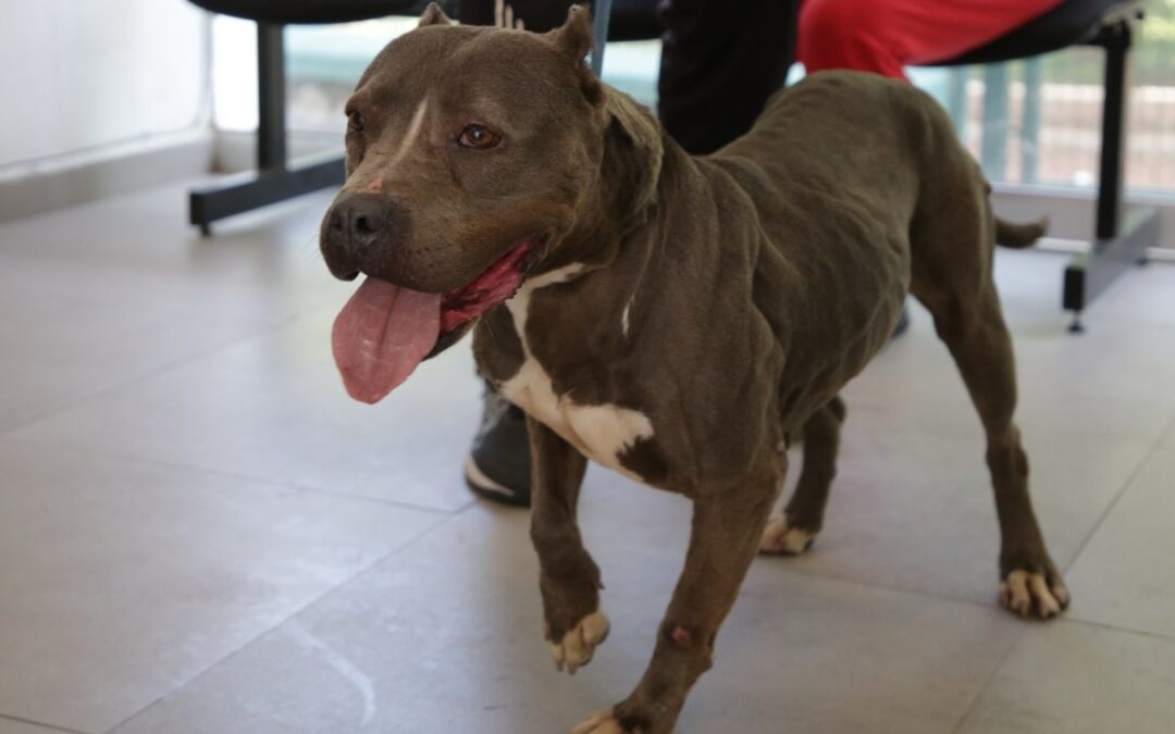 Guadalajara Registra 133 Adopciones de Mascotas Rescatadas en el Último Año