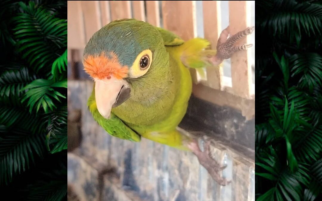 Más de 40 Animales Exóticos Asegurados en Michoacán Durante el Operativo por el Día de Reyes