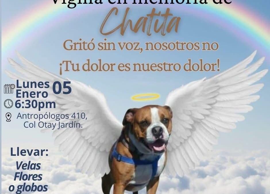 Maltrato Animal en Tijuana: Indignación por el Caso de la Perrita Chata