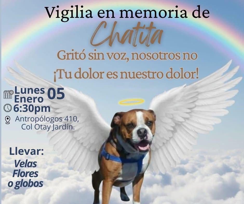 Maltrato Animal en Tijuana: Indignación por el Caso de la Perrita Chata