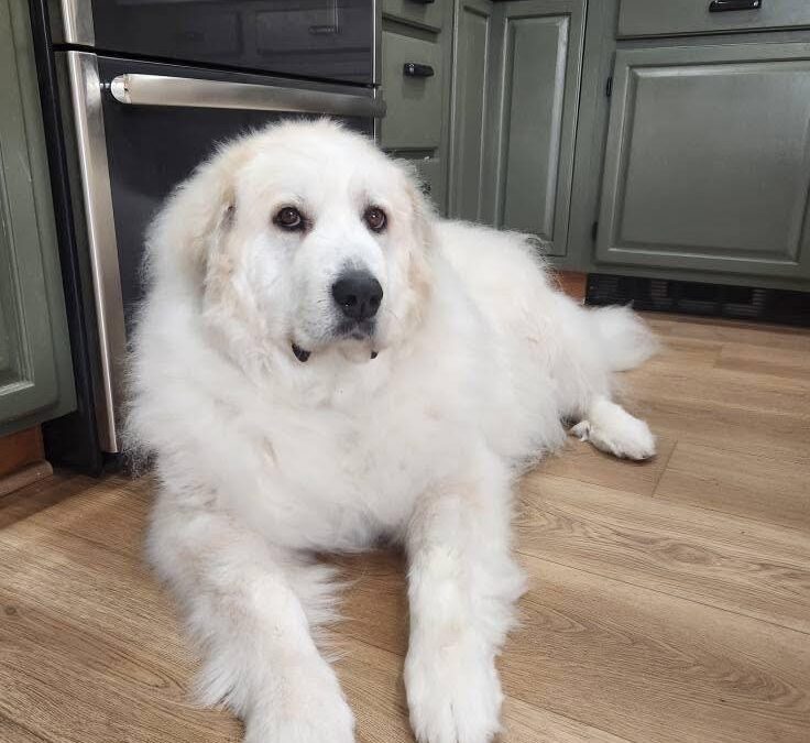 Intensifican la búsqueda de la perra terapéutica Scarlet en Evergreen