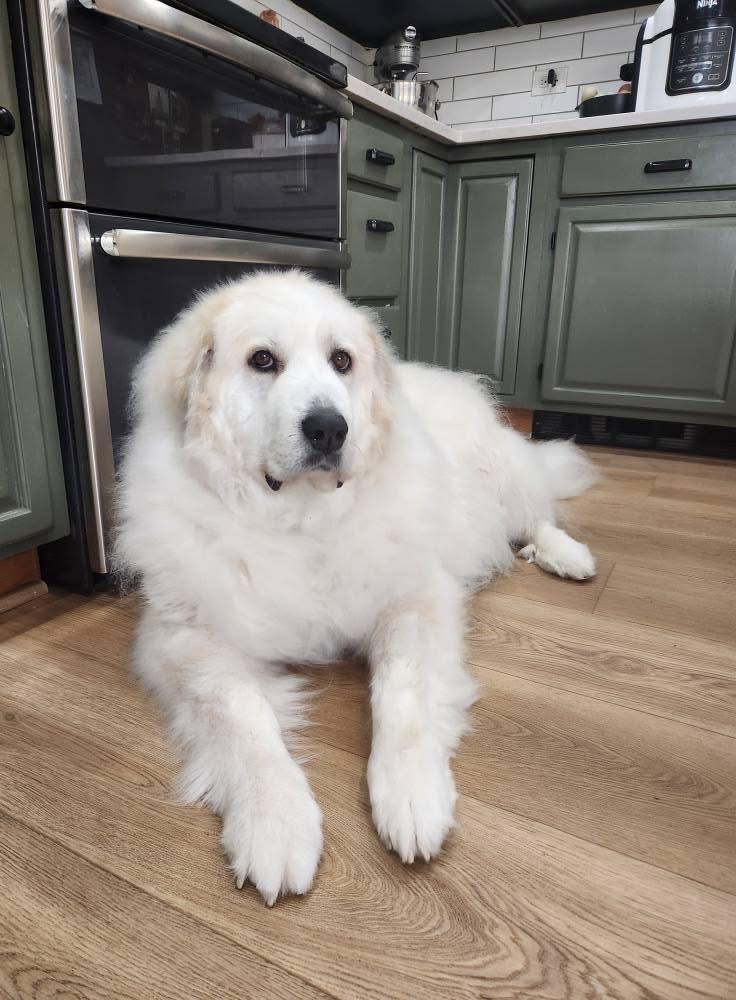 Intensifican la búsqueda de la perra terapéutica Scarlet en Evergreen