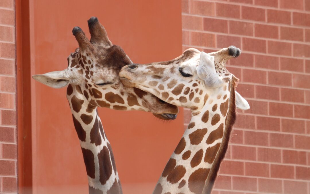 Jirafa Jasiri del Denver Zoo llega al Cheyenne Mountain Zoo de Colorado Springs por conservación