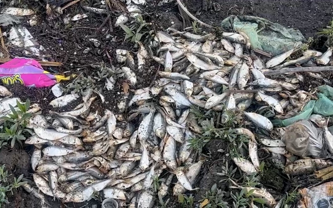 Peces muertos en la presa Abelardo L. Rodríguez: Alerta por contaminación en Tijuana